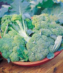Flash Hybrid Broccoli